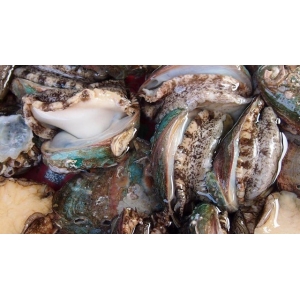 它比魚還鮮比肉要貴，一斤要價二十塊，大多人不認識，多吃身體好